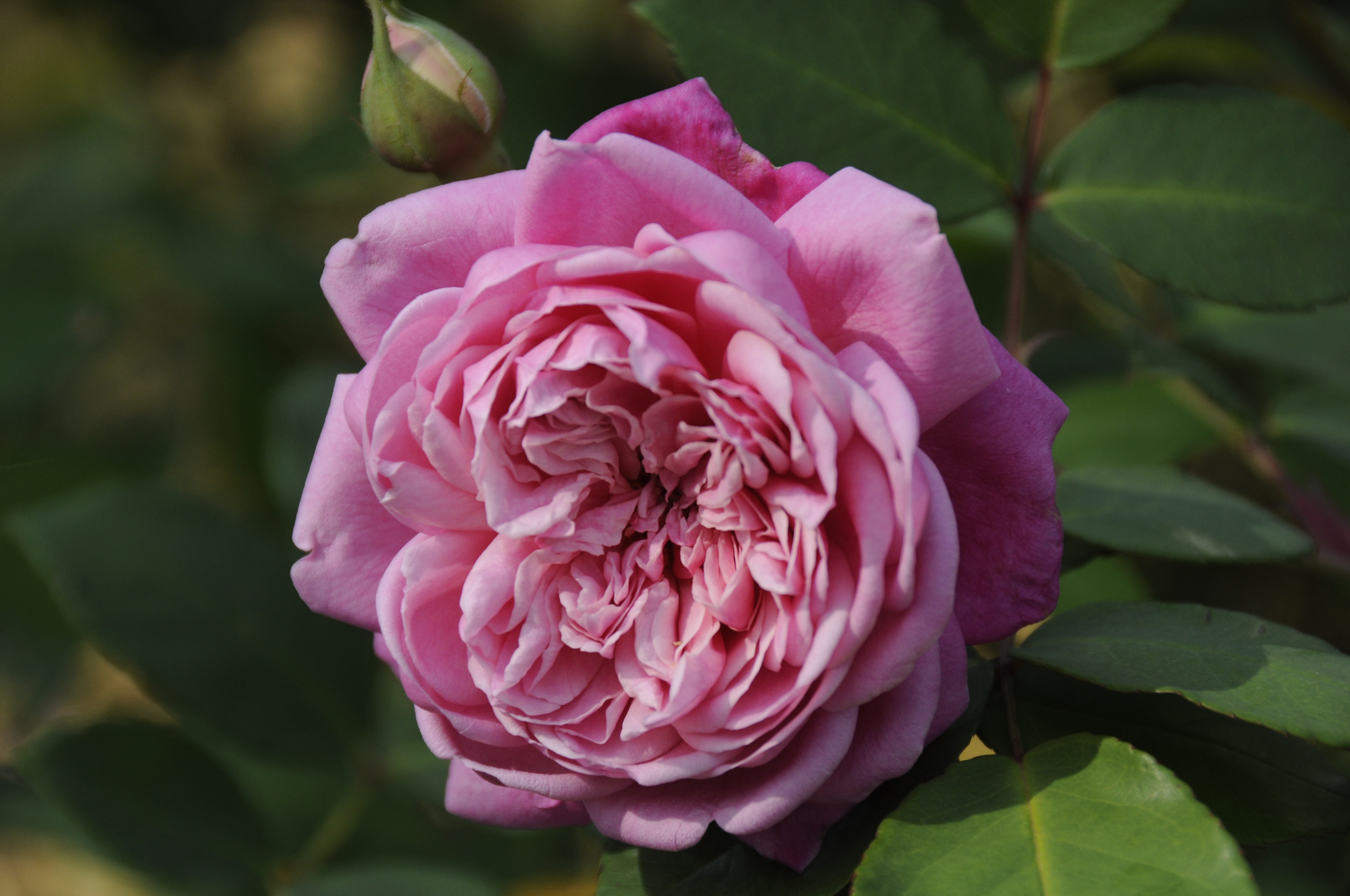 Mrs. B.R. Cant named 2017 Gulf District Rose of the Year 